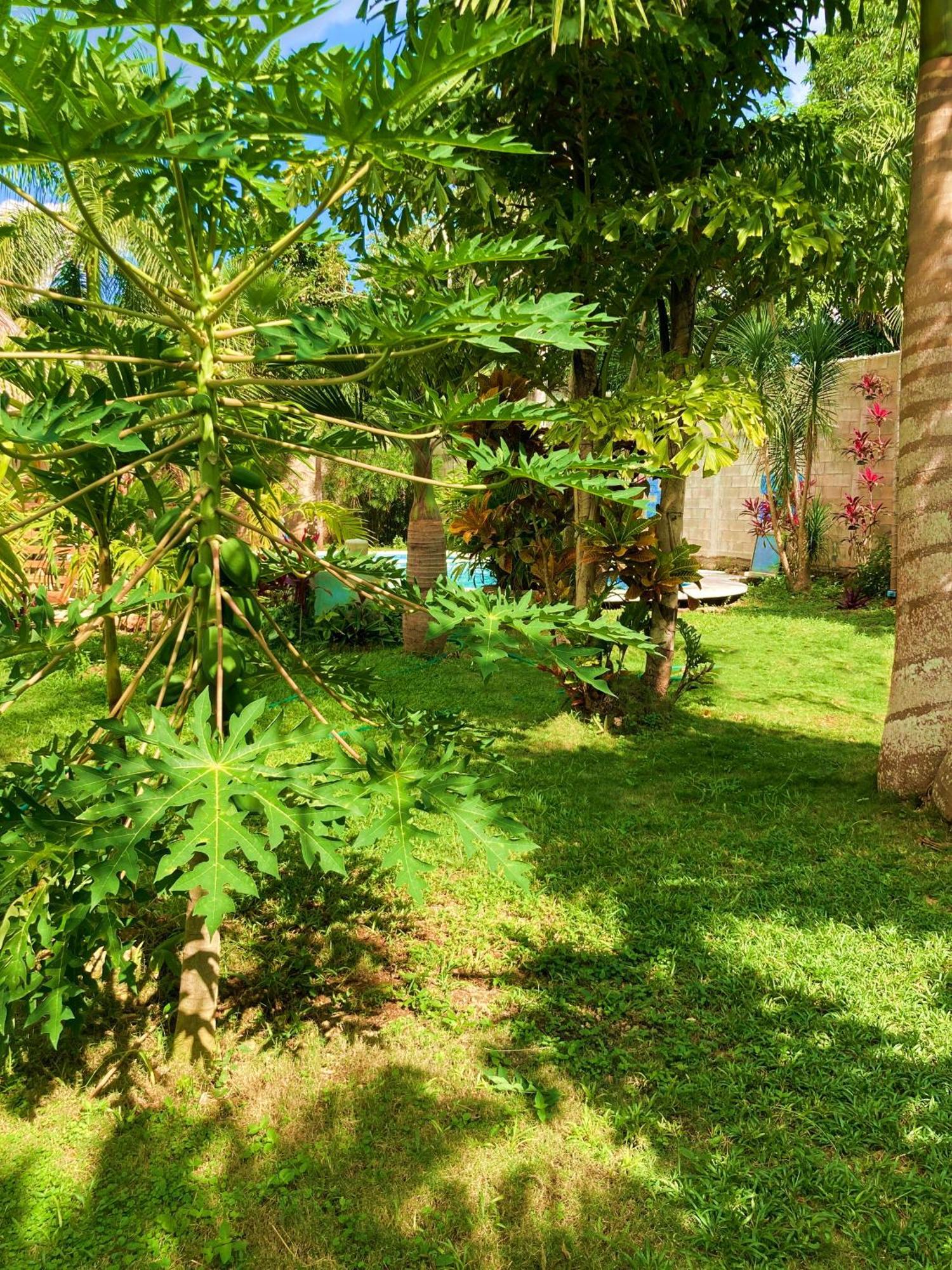 Green Paradise Leona Vicario Buitenkant foto