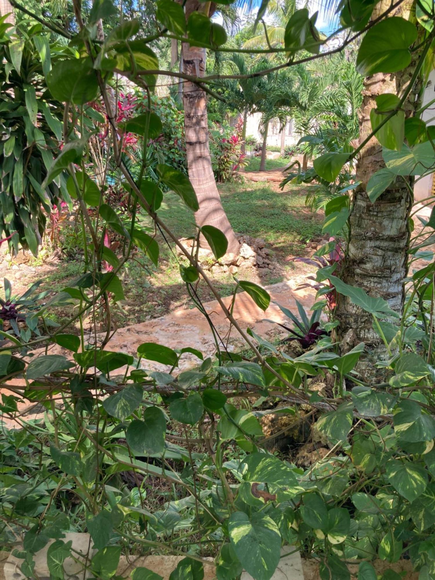 Green Paradise Leona Vicario Buitenkant foto